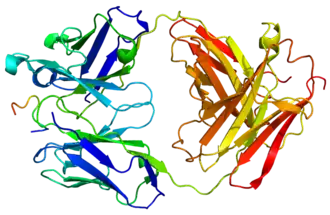 Image illustrative de l’article Ostéopontine