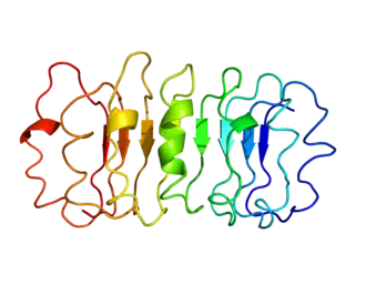 Image illustrative de l’article Récepteur de la TSH