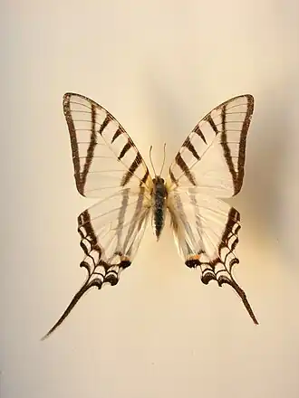 Leptocircini - Eurytides protesilaus