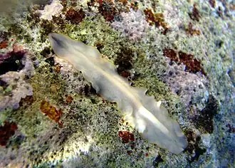 Un plathelminthe de la famille des  Prosthiostomidae (Prosthiostomid  sp.1)