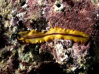 Description de l'image Prothiostomid sp.3.jpg.