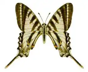 Description de l'image Protographium leosthenes (ento-csiro-au).jpg.