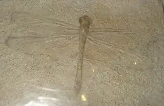 Réplique d'un fossile de Protolindenia wittei