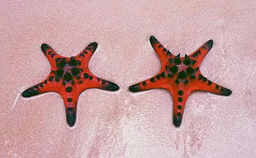 Protoreaster nodosus