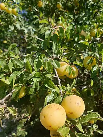 Description de l'image Prunus cocomilia.jpg.