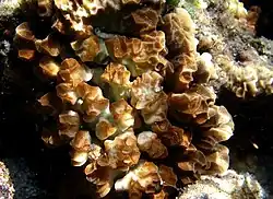 Psammocora contigua?