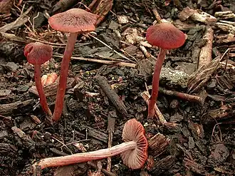 Description de cette image, également commentée ci-après