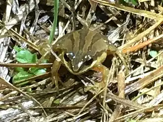 Description de l'image Pseudacris brimleyi.jpg.