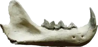 Description de l'image Pseudaelurus teeth.png.