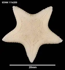 Pseudarchaster discus