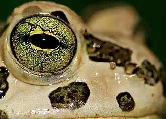 Description de l'image Pseudepidalea variabilis.jpeg.