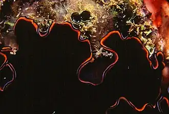 Pseudobiceros splendidus