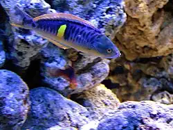 Pseudocoris bleekeri