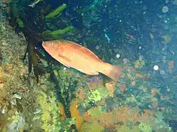 Pseudolabrus rubicundus