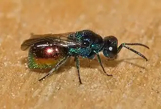 Description de cette image, également commentée ci-après