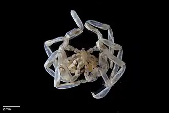 Pseudopallene watsonae