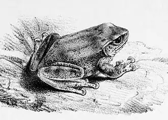 Description de l'image Pseudophilautus variabilis.jpg.