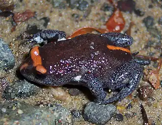 Description de l'image Pseudophryne_australis.jpg.