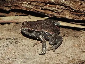 Description de l'image Pseudophryne raveni.jpg.