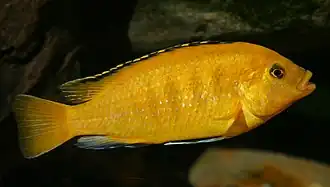Labidochromis caeruleus