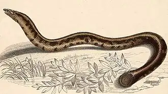 Description de l'image Pseudotyphlops philippinus.jpg.