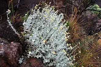 Description de l'image Psiadia argentea2.JPG.