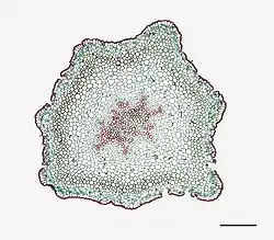 Photomicrographie d'une coupe transversale de tige de Psilotum nudum (échelle : 0,525 mm).