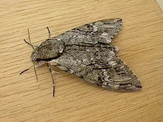 Description de cette image, également commentée ci-après