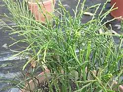 Psilotum nudum cultivé en pot à Salem (Inde).