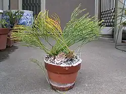 Psilotum nudum âgé de 18&nbsp;ans, cultivé dans un pot à Chiba (Japon).