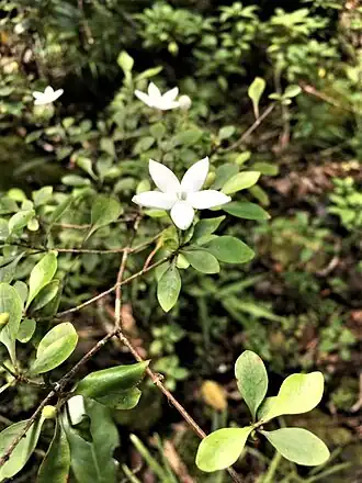 Description de l'image Psychotria danielii - fleur.jpg.
