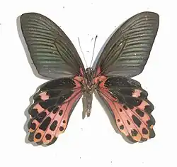Papilio thaiwanus mâle, revers
