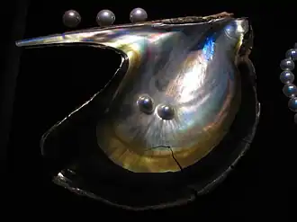 Pteria penguin (Pteriidae)