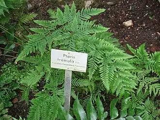 Description de l'image Pteris tremula - Berlin Botanical Garden - IMG 8794.JPG.