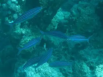 Description de l'image Pterocaesio trilineata.jpg.