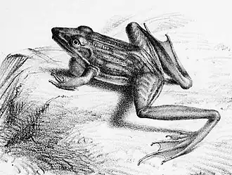 Description de l'image Ptychadena superciliaris.jpg.