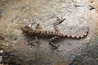 Description de l'image Ptyodactylusorlovi.jpg.