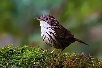 Photo d'un oiseau posé sur de la mousse. Son plumage est blanc strié de noir sur le ventre, brun sur le dessus. Le dessus du bec est noir, le dessous blanc et jaune.