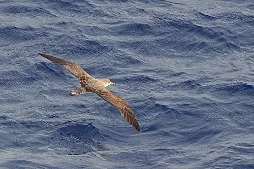 Vol plané typique d'un puffin de Scopoli, au large de Marseille