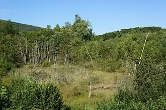 Un marécage défriché entouré par la forêt.