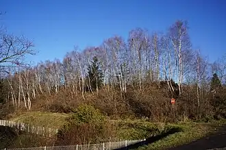 Long monticule noir recouvert de bouleaux.