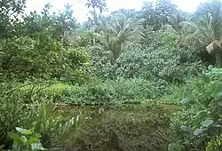 Vue du petit lac, créant une zone marécageuse dans ses environs.