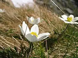 Pulsatille des Alpes(Pulsatilla alpina).