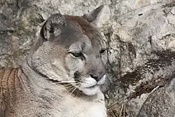 Tête de Puma (Puma concolor)