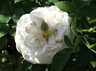 Image illustrative de l’article Madame Plantier