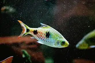 Dawkinsia rubrotinctus.