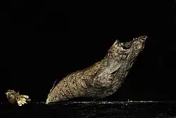 Photo d'une chrysalide. Elle ressemble à une branche de bois cassée. Elle est retenue par un fil de soie.