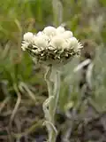 Antennaria alpina