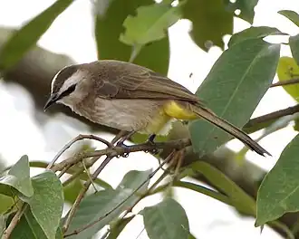 Description de cette image, également commentée ci-après