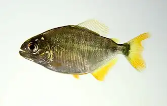 Pygopristis denticulata